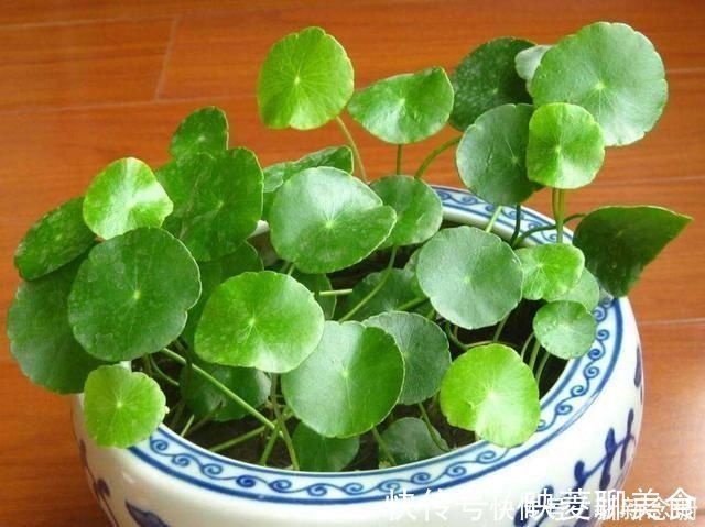 水竹|这3种花要多浇水,水多了就爆盆到处生长,夏天养正合适