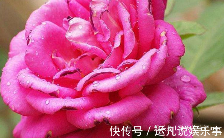 喜欢玫瑰，不妨试试“珍稀品种”汤姆奥桑特，水果香味，淡雅秀美