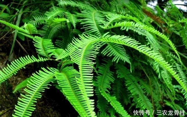 此植物叫芒萁,以前是烧火的好材料,现在被遗忘,越来越少见了