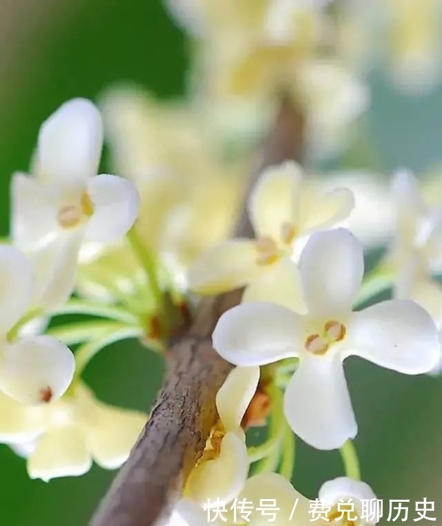 中国的十大名花,你知道几个?