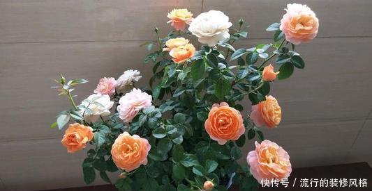 新手|7种花,再心动也别买,带回家养不活,新手选择要慎重!