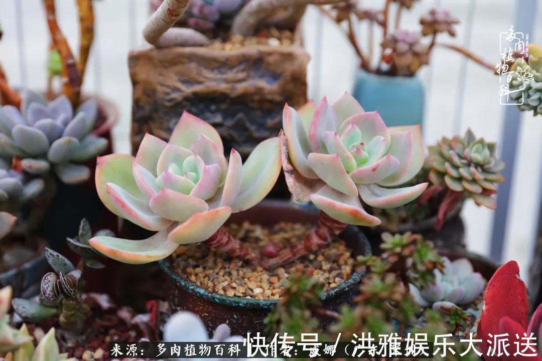 橙梦露|笼子里露养的多肉，越养越美！有多肉的日子伴着小确幸！