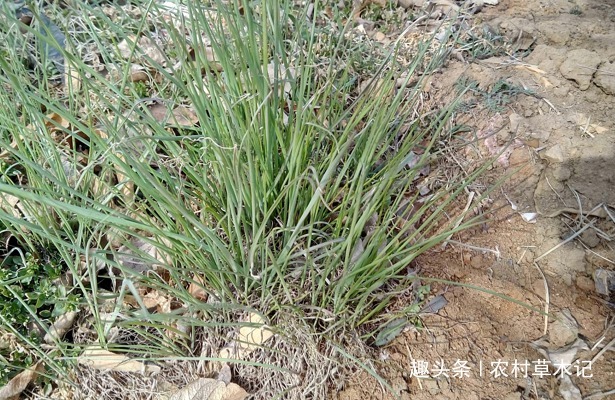 伙伴们|遇见了，请你尽量摘叶子，别挖根，答应我，它太珍贵了