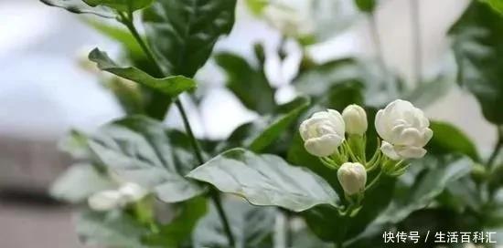 绿萝|7种爱“喝醋”的花草,浇水时加点“醋”,根壮叶绿、不怕黄叶