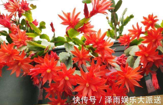 多元素|9月底养蟹爪兰,肥料一定要选对,把握时机用对肥,一开花就爆盆