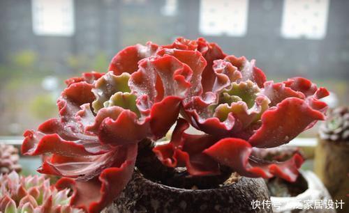 多肉|这些多肉真霸气,长势旺小盆装不下,易度夏越养越值钱