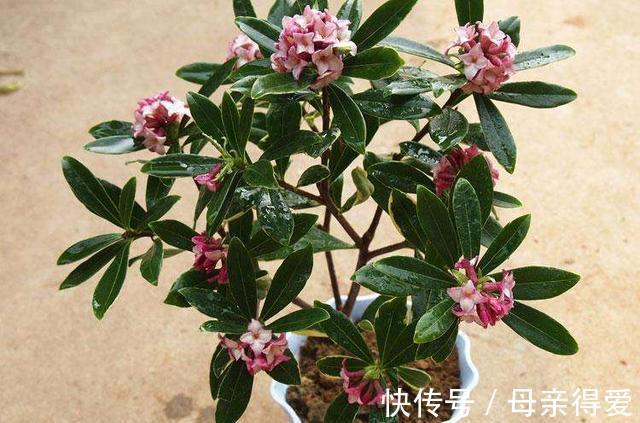 冬季如何让养护的金边瑞香枝叶翠绿,花香满室