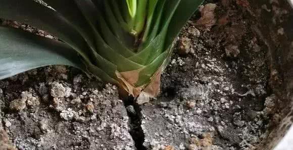 花盆中一旦发现“它”,别犹豫抓紧翻盆换土,否则花儿活不长久