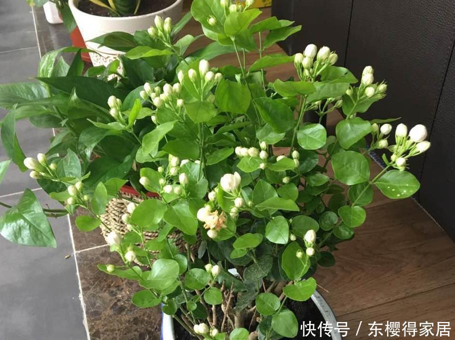盆栽|养茉莉,夏季完美避开这3个难题,花多香味大,爆满盆
