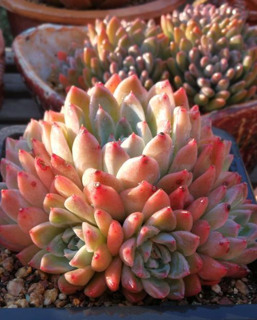 多肉|忘了奥普琳娜吧,养一棵阿尔巴佳人,叶片更肥厚,容易出状态