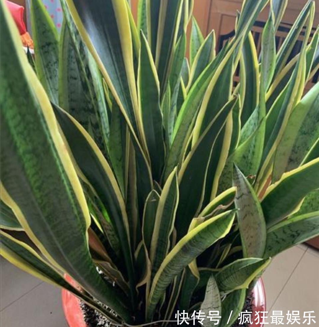 养虎皮兰不用施肥，教你2个方法，让它长得枝叶繁茂