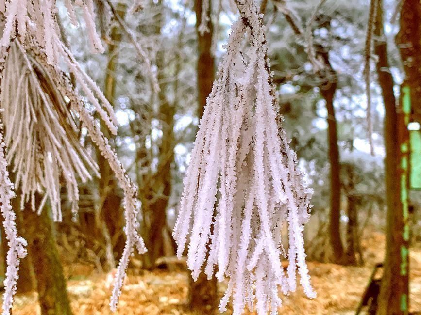 河南气温骤降 登封嵩山现雾凇奇观