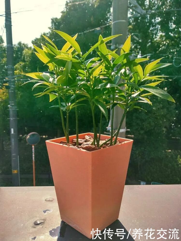 土壤|用播种的方法培育盆栽竹柏,幼苗极其耐阴,很适合养在室内