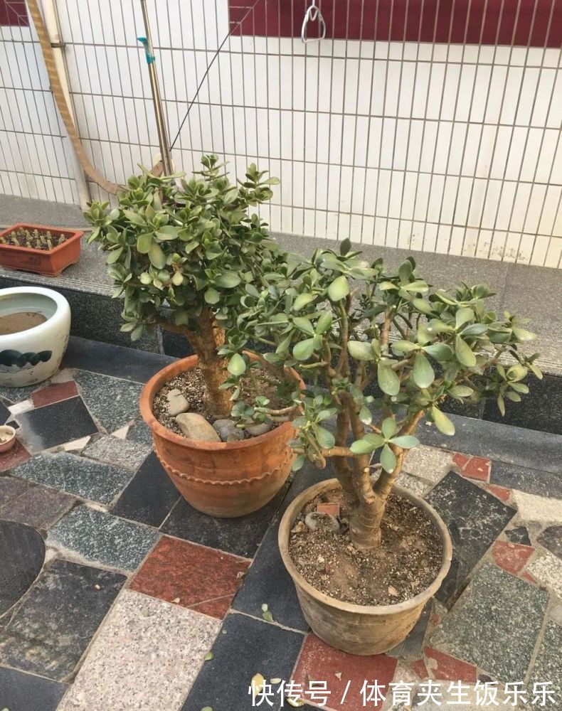 玉树如何修剪?轻松2步,养成枝繁叶茂的小树、枝壮叶绿又开花