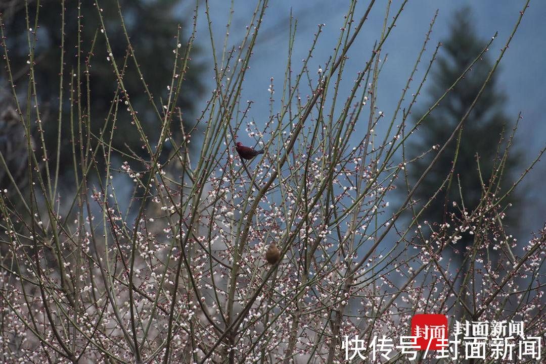 郎骑竹马来|青梅花开满 百花迎春归