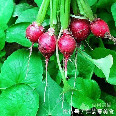 初夏|初夏时节萝卜缨炒鸡蛋