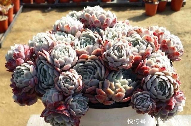 相见恨晚的多肉爆盆法,试一次爆一盆,赶紧用一用!