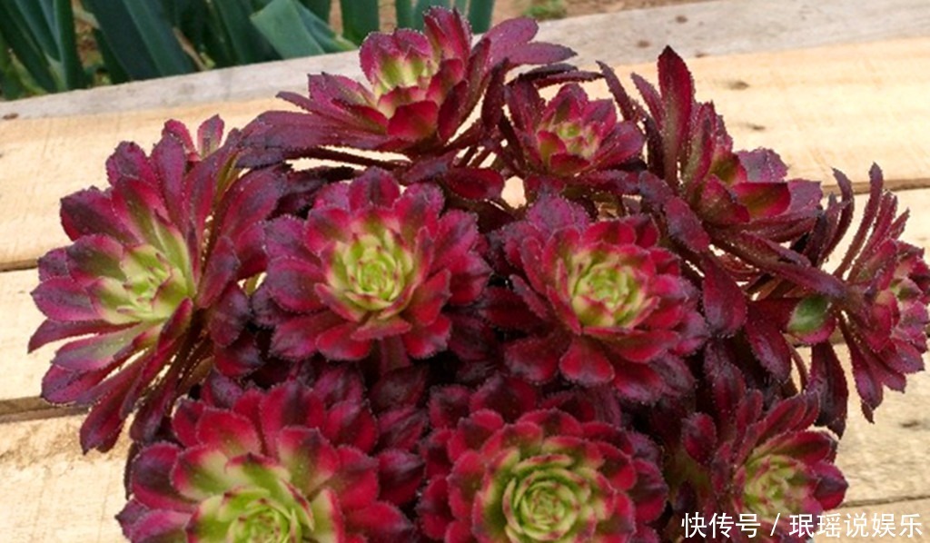 肥料|多肉越长越瘦怎么办用上3种肥料,养根系促上色,变肥不再是梦