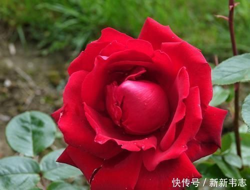 3种花界中的仙女花,开花美丽,花期超长,值得拥有