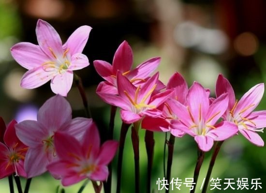 人际交往!此花花色鲜艳且香气浓郁,超凡脱俗的花姿令人心动,象征纯洁的爱