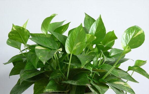 养花试试这几款，花和叶美丽，室内养花最好是光线明亮