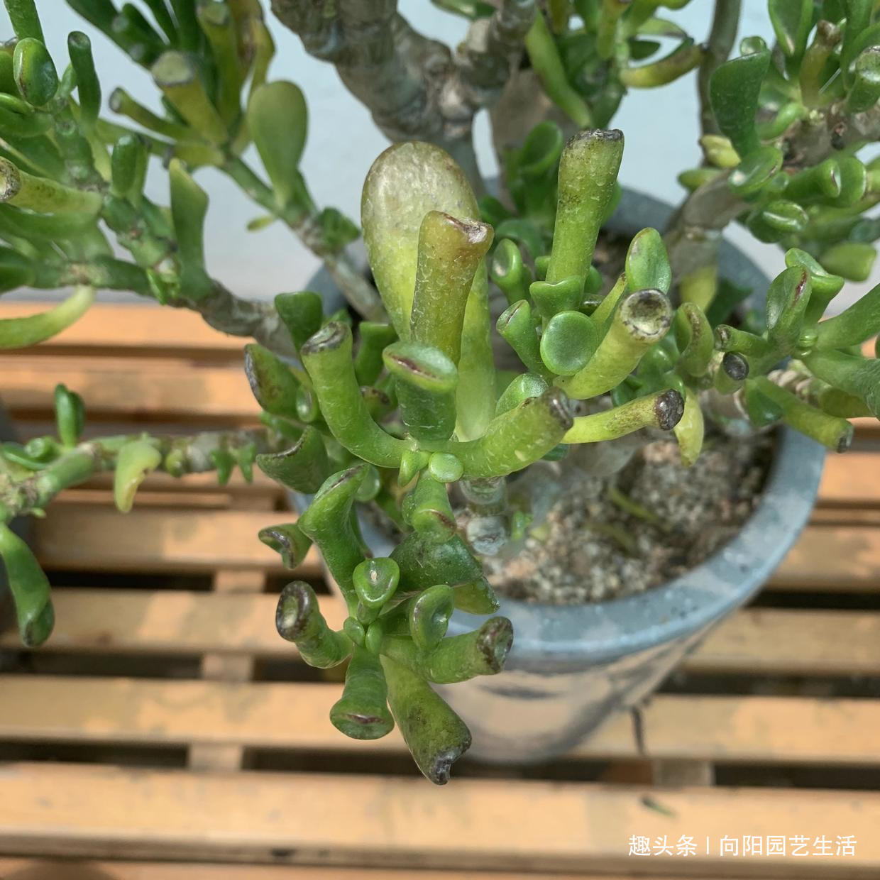 多肉|7年的吸财树,养成“高价盆景”,给辆车都不换,当成传家宝