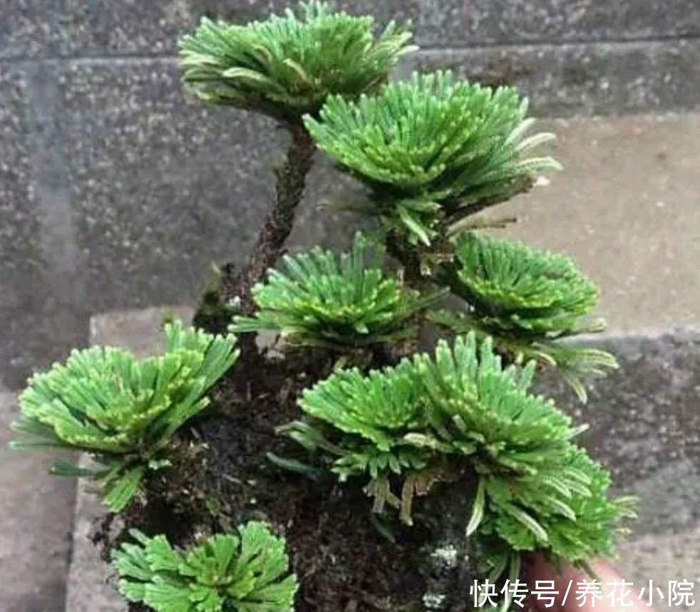 养护|外面遇到5种小植物，带回来做成小盆景，漂亮又美观