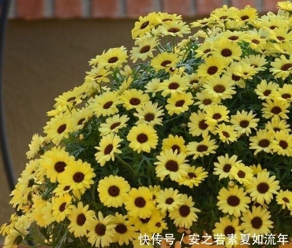 阳台|这5种花很好养，浇水就行，有阳光就爆花，阳台变花海！