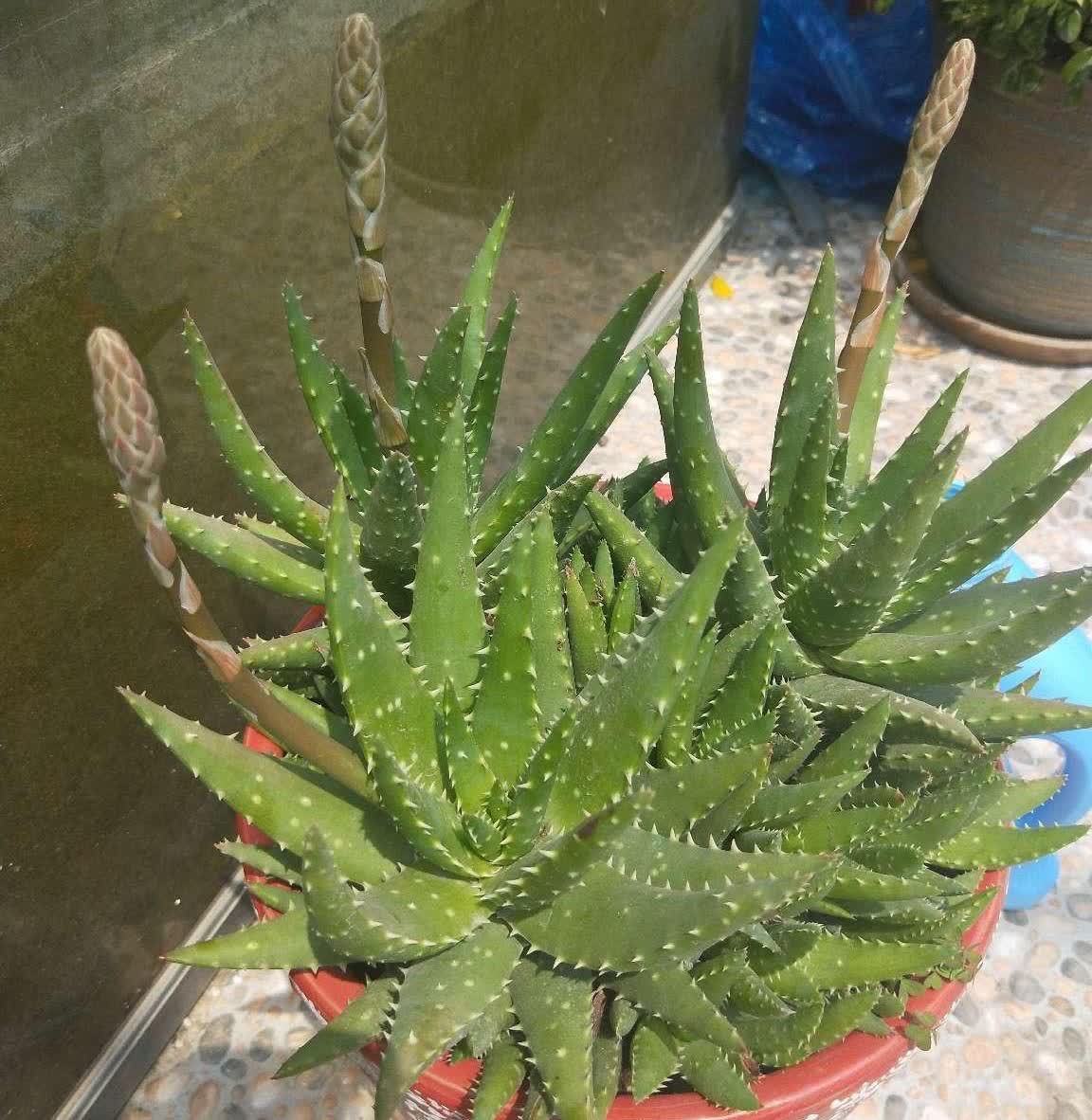 好养活的3种盆栽,一棵养出十棵,不停爆小崽,皮实又好看