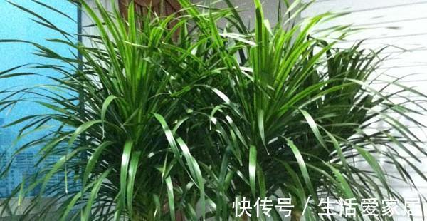 寓意|4种植物挺着“大肚子”，摆在客厅，不但寓意好，而且耐旱好养