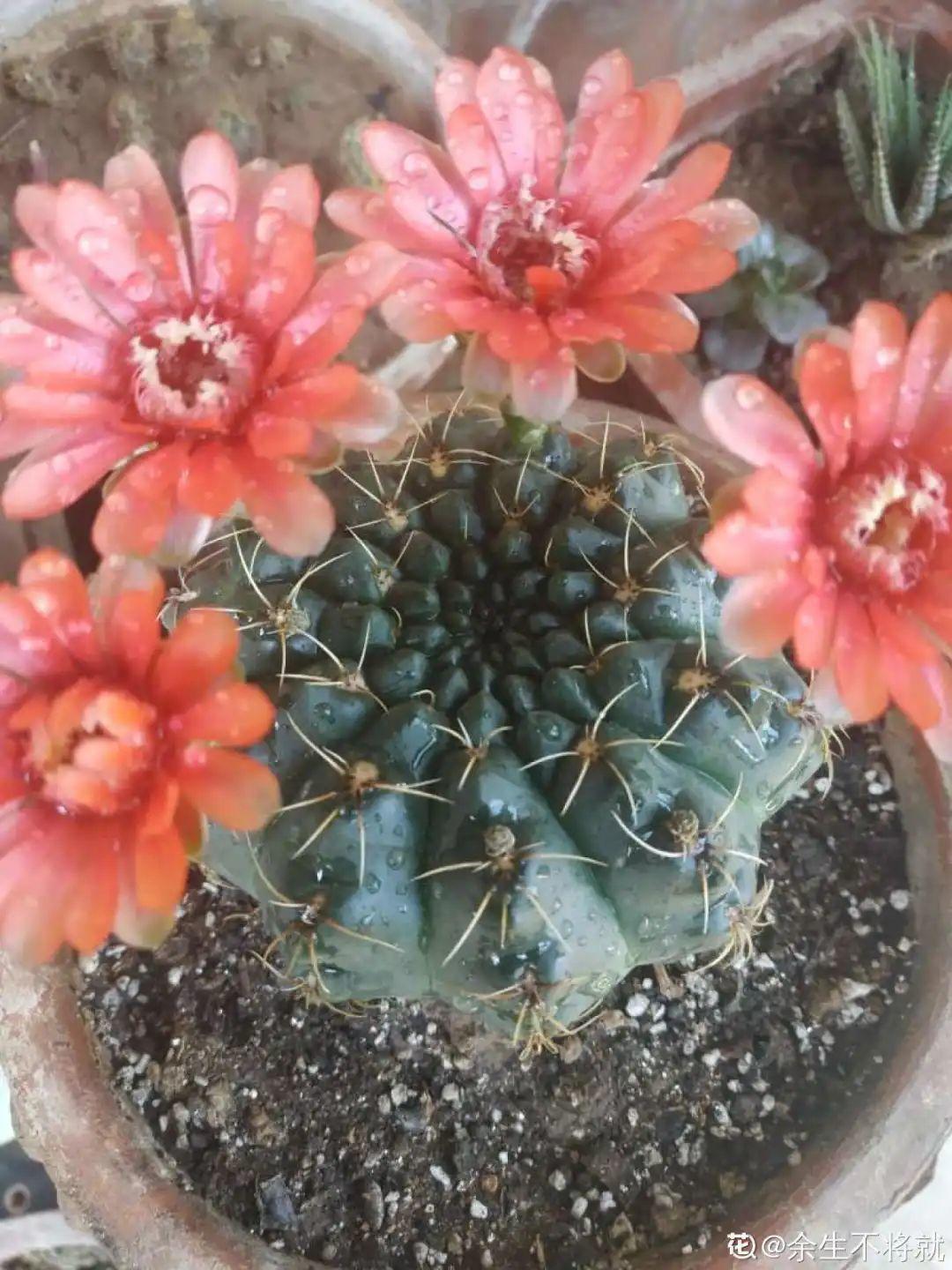 虐着养的花,剪成秃子,半月不浇水,呼呼开花