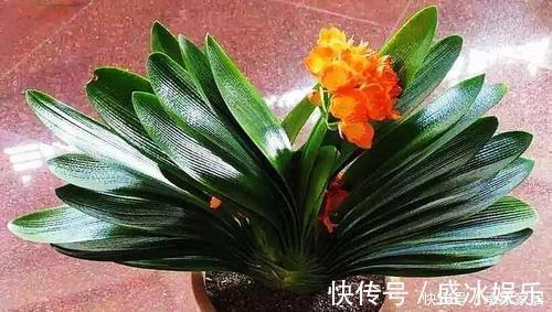 补充水分|养君子兰不会浇水主要看叶子,水多水少有信号,养护也方便