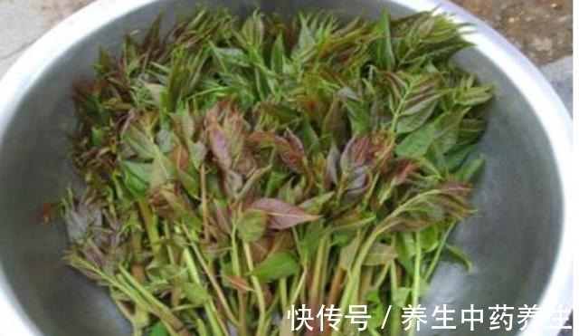 鄭曉|明朝一位奇人，活了120歲，每天只吃兩種食物，如今我們也愛吃！
