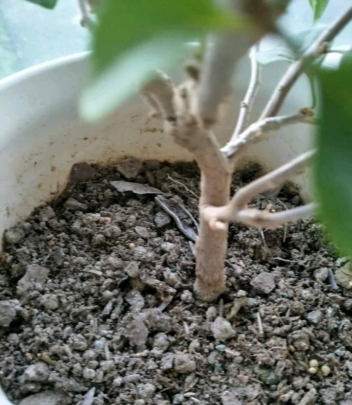 让三角梅全枝爆花的几个“要领”,满树新枝,出芽多,枝枝有花