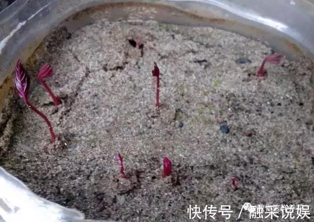 1把沙子撒盆里,土不板结根不烂,叶不黄小飞虫也没了!