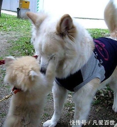 |搞笑动图:小家伙,躺着卖萌噶哈呢!