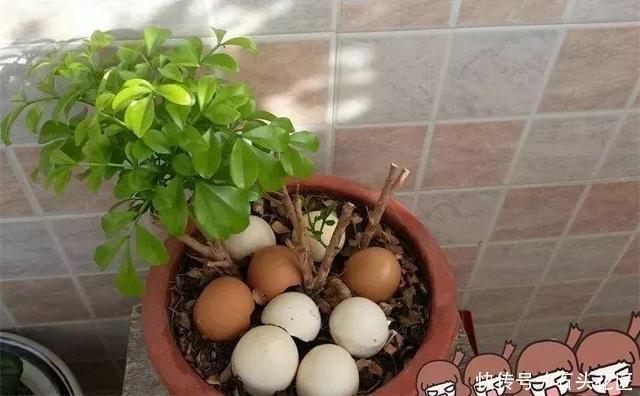 中招|冬天做“2件错事”,花盆里飞出“小黑飞”,你中招了吗?