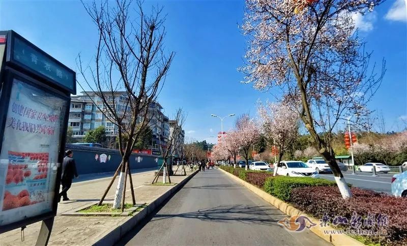中年|春暖花开！乐山这些街道的紫叶李盛放啦