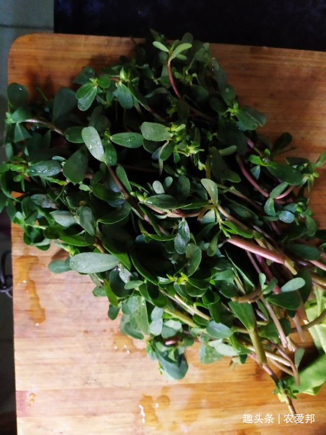 味道|很常见的一道野菜,味道不是很好有点酸,营养价值极高!