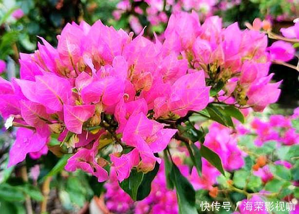 侧芽|修剪三角梅，记住“3字口诀”，侧芽多，花苞多，开花爆盆很简单