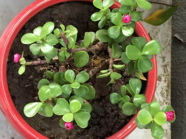 4种花再好看也别买,养不活不值钱,还惹一肚子气!