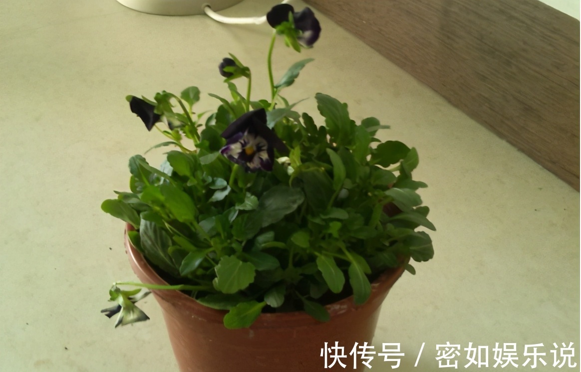 上厨房找这“3样”养花，强根养叶、驱虫、增肥不在话下