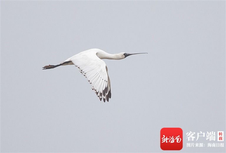 黑脸|哪些水鸟喜欢来海南？来了爱住哪儿？观鸟地图请查收