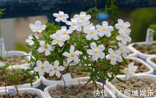 这3种花养成“盆景”价值翻倍，颜值高造型美，谁都试一试