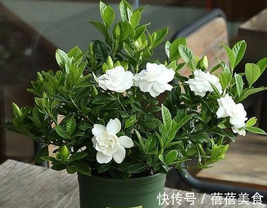 冬季养栀子花,5点要牢记,来年枝叶长得快,开花满枝头