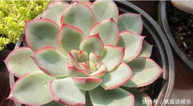 放在阳光|多肉总穿裙子,三个小动作催香气,憋白根冒侧芽,养成群生老桩