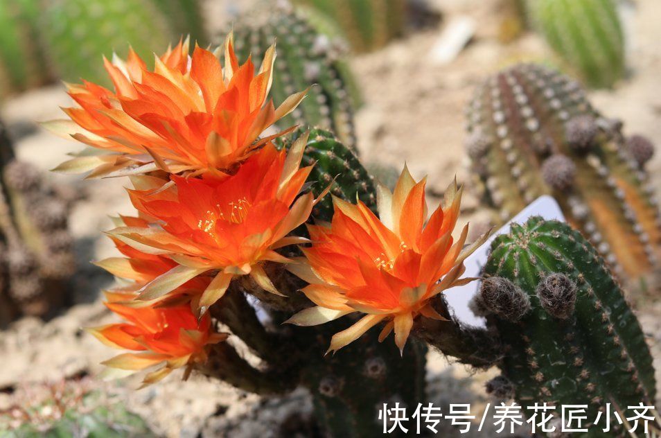 云南地区|这3种花是“速生苗”，在北方价格便宜也别买，都是过来人的经验