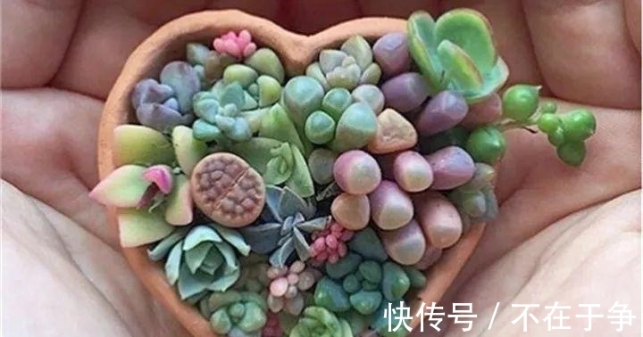 白美人|“拇指大”的花盆,被她塞了几十棵多肉,养一年都不是事!