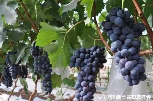 葵花籽|它们公认是男人的“肾黄金”,工资再少也要经常吃,肾脏或会越来越健康