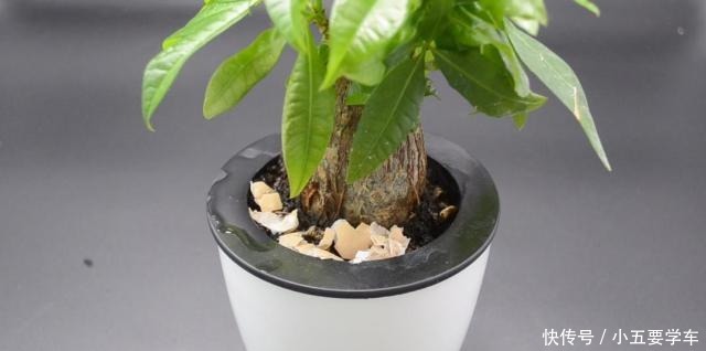 家里有养花的抓紧看看,学会这招,不烂根不生虫,花草越长越茂盛!